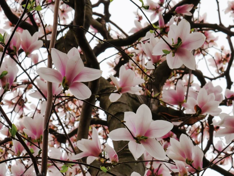 Saucer Magnolia Soulangeana Live Plant - 2.5" Pot Shrub/Tree - Pink/White Flowers - Image 3
