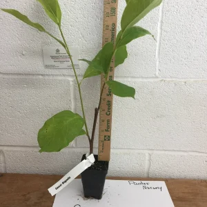 Saucer Magnolia Soulangeana Live Plant - 2.5