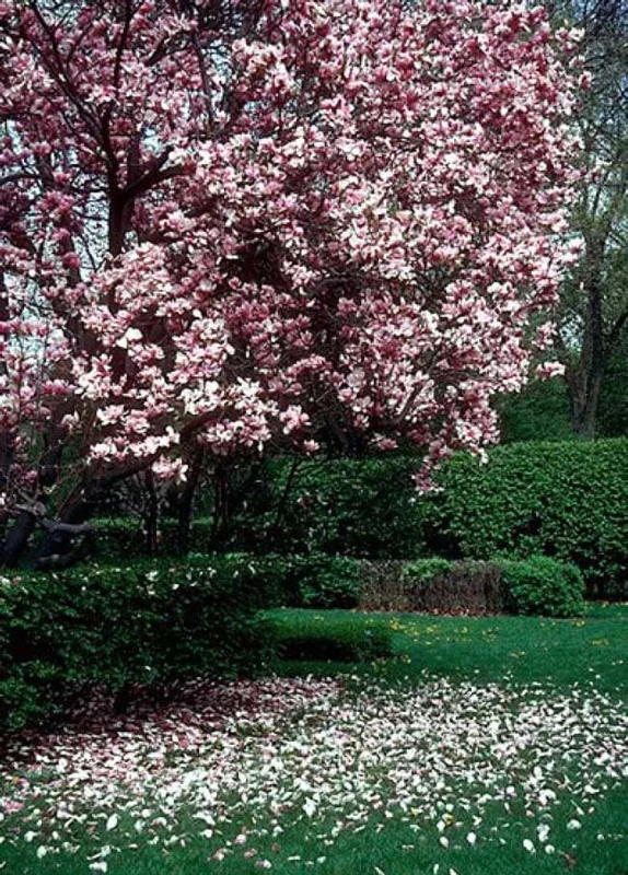 Saucer Magnolia Soulangeana Live Plant - 2.5" Pot Shrub/Tree - Pink/White Flowers - Image 5