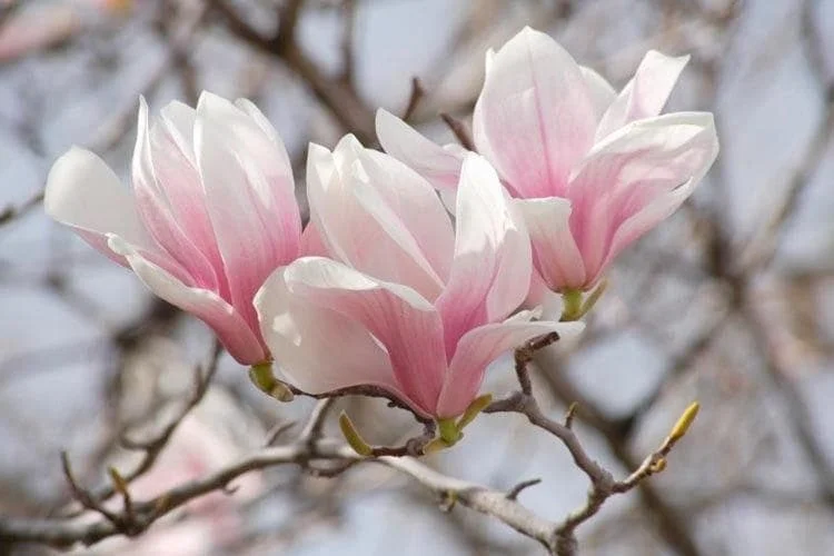 Saucer Magnolia Soulangeana Live Plant - 2.5" Pot Shrub/Tree - Pink/White Flowers - Image 1