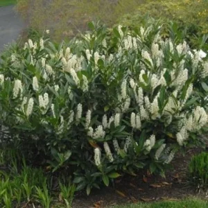 Schip Laurel Live Plant - Evergreen Shrub, 6-10 inches tall, 2.5 inch pot - Image 2