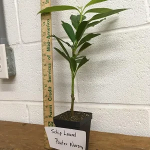 Schip Laurel Live Plant - Evergreen Shrub, 6-10 inches tall, 2.5 inch pot - Image 3