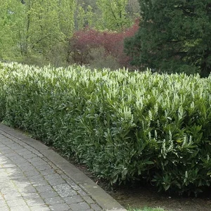 Schip Laurel Live Plant - Evergreen Shrub, 6-10 inches tall, 2.5 inch pot - Image 4