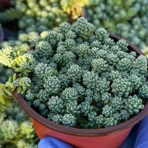 Sedum Dasyphyllum Major 4