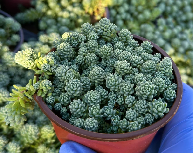 Sedum Dasyphyllum Major 4" Succulent Plant – Rooted Corsican Stonecrop Live Houseplant - Image 2