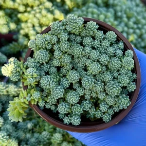 Sedum Dasyphyllum Major 4