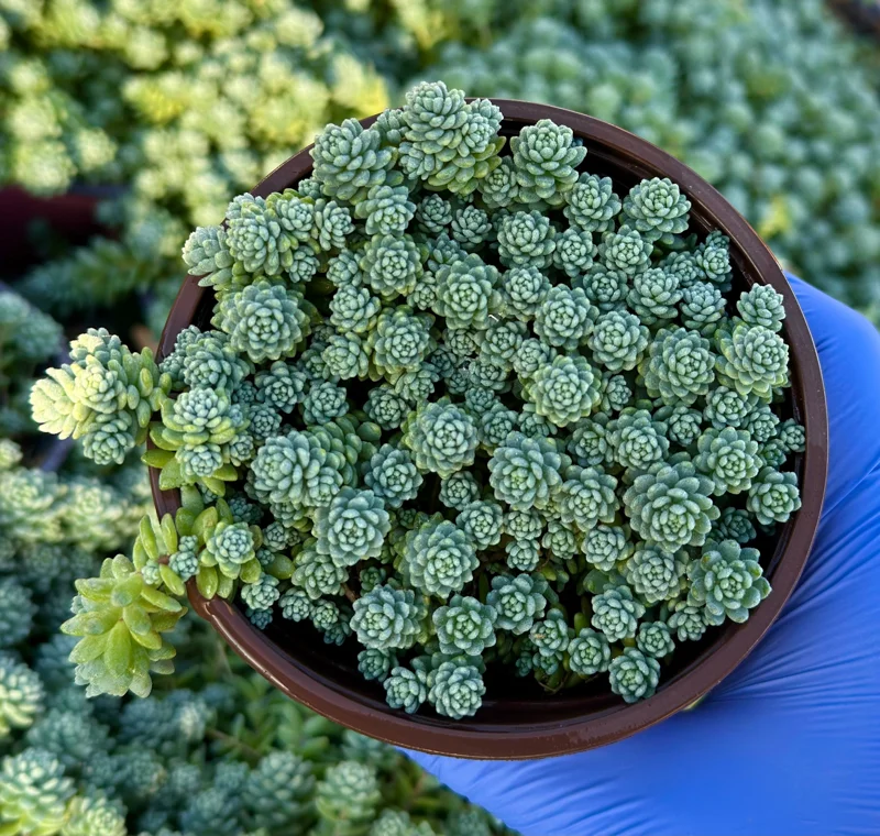 Sedum Dasyphyllum Major 4" Succulent Plant – Rooted Corsican Stonecrop Live Houseplant - Image 1