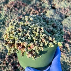 Sedum Dasyphyllum Minor Live Succulent Plant – Corsican Stonecrop, Colorful, Easy Care - Image 2