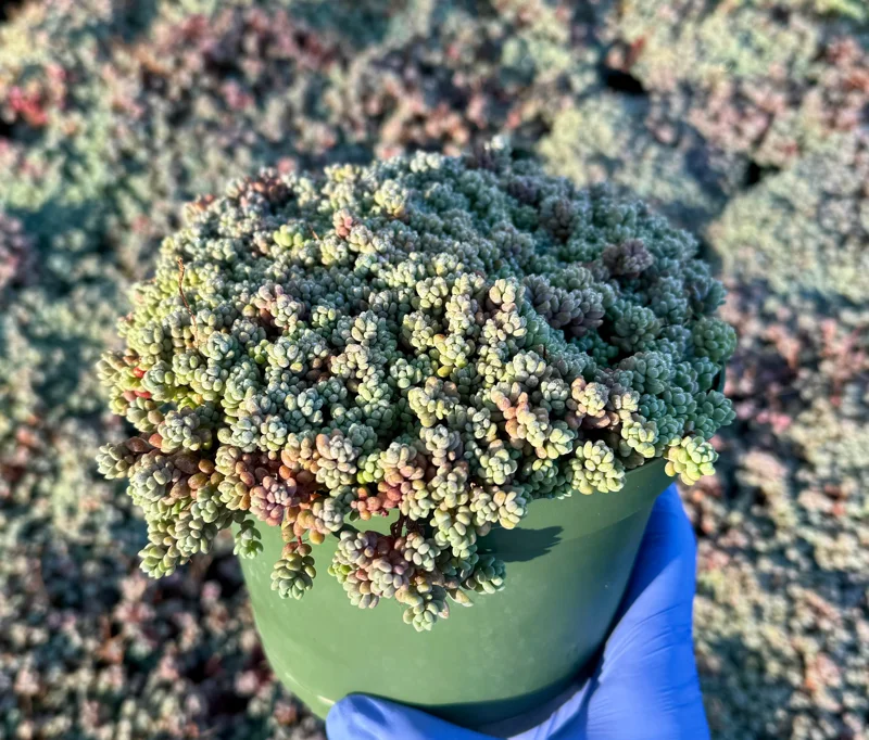 Sedum Dasyphyllum Minor Live Succulent Plant – Corsican Stonecrop, Colorful, Easy Care - Image 2
