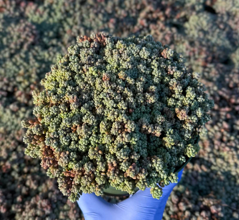 Sedum Dasyphyllum Minor Live Succulent Plant – Corsican Stonecrop, Colorful, Easy Care - Image 3