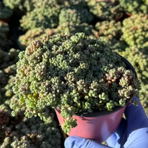 Sedum Dasyphyllum Minor Live Succulent Plant – Corsican Stonecrop, Colorful, Easy Care - Image 4