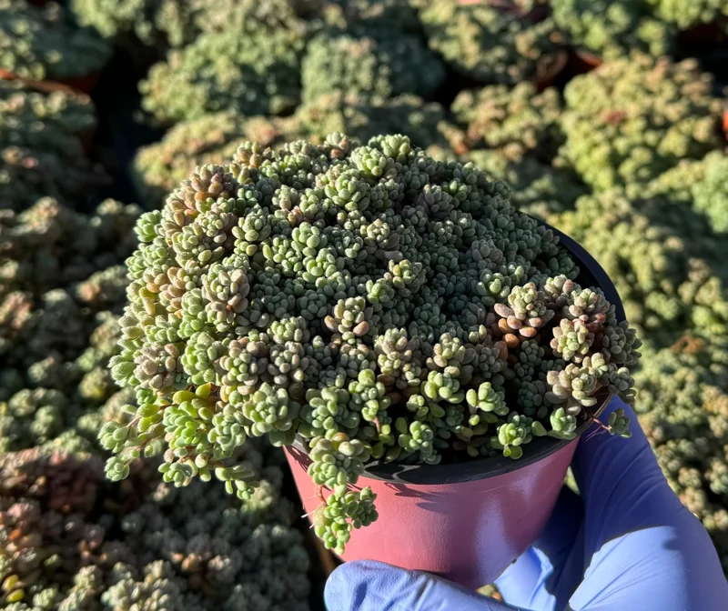 Sedum Dasyphyllum Minor Live Succulent Plant – Corsican Stonecrop, Colorful, Easy Care - Image 4