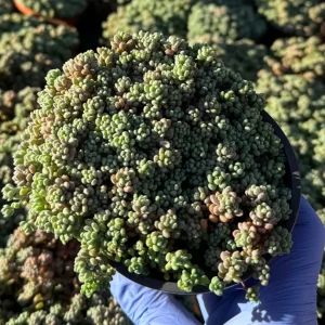 Sedum Dasyphyllum Minor Live Succulent Plant – Corsican Stonecrop, Colorful, Easy Care - Image 5