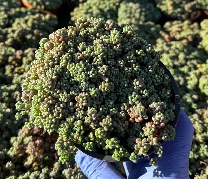 Sedum Dasyphyllum Minor Live Succulent Plant – Corsican Stonecrop, Colorful, Easy Care - Image 5