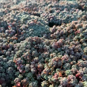 Sedum Dasyphyllum Minor Live Succulent Plant – Corsican Stonecrop, Colorful, Easy Care - Image 1