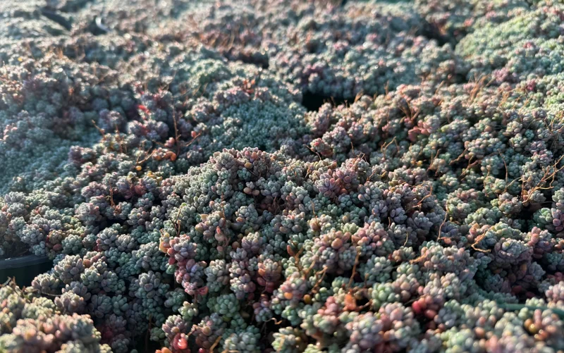 Sedum Dasyphyllum Minor Live Succulent Plant – Corsican Stonecrop, Colorful, Easy Care - Image 1