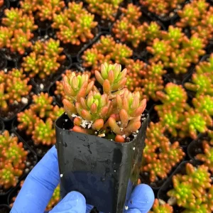 Sedum Jelly Bean Live Plant - Sedum Rubrotinctum Succulent - 2 inch Pot - Indoor/Outdoor - Image 2