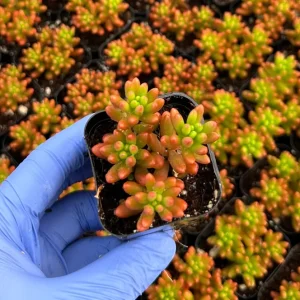 Sedum Jelly Bean Live Plant - Sedum Rubrotinctum Succulent - 2 inch Pot - Indoor/Outdoor - Image 3
