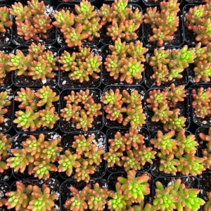 Sedum Jelly Bean Live Plant - Sedum Rubrotinctum Succulent - 2 inch Pot - Indoor/Outdoor - Image 4