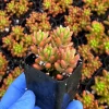 Sedum Jelly Bean Live Plant - Sedum Rubrotinctum Succulent - 2 inch Pot - Indoor/Outdoor - Image 1