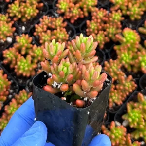 Sedum Jelly Bean Live Plant - Sedum Rubrotinctum Succulent - 2 inch Pot - Indoor/Outdoor - Image 1