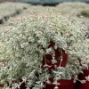 Sedum Little Missy Variegated Succulent Live Plant 4 Inch Pot Trailing Indoor/Outdoor - Image 1