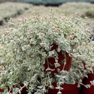 Sedum Little Missy Variegated Succulent Live Plant 4 Inch Pot Trailing Indoor/Outdoor - Image 1