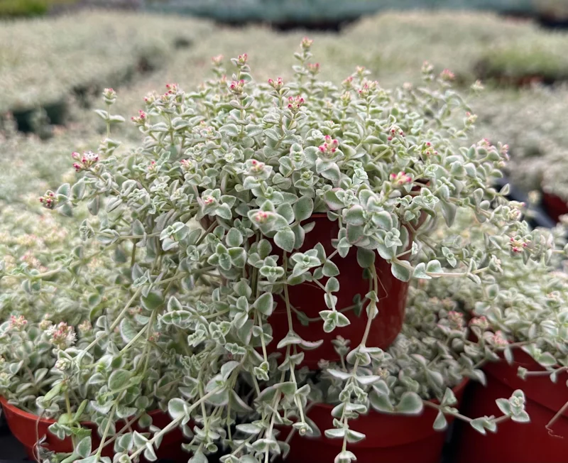 Sedum Little Missy Variegated Succulent Live Plant 4 Inch Pot Trailing Indoor/Outdoor - Image 1