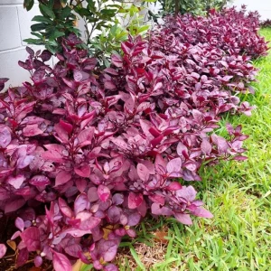 Set of 2 Alternanthera 'Little Ruby' Live Plants – 4-6