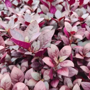Set of 2 Alternanthera 'Little Ruby' Live Plants – 4-6