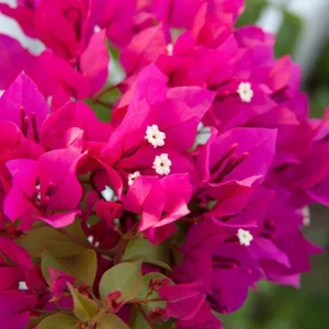 Set of 2 Barbara Karst Bougainvillea Live Plants - 4-6