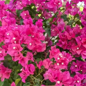 Set of 2 Barbara Karst Bougainvillea Live Plants - 4-6