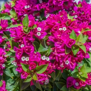 Set of 2 Barbara Karst Bougainvillea Live Plants - 4-6