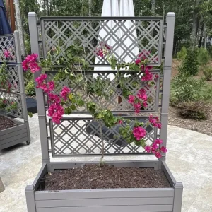 Set of 2 Barbara Karst Bougainvillea Live Plants - 4-6