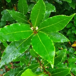 Set of 2 Bay Laurel Live Plants - Laurus nobilis Culinary Herb 4-6