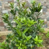 Set of 2 Bay Laurel Live Plants - Laurus nobilis Culinary Herb 4-6" Tall Indoor/Outdoor - Image 1