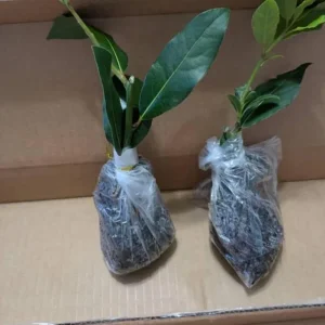Set of 2 Bay Laurel Live Plants - Laurus nobilis Culinary Herb 4-6