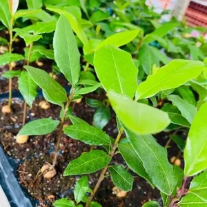 Set of 2 Bay Laurel Live Plants - Laurus nobilis Culinary Herb 4-6