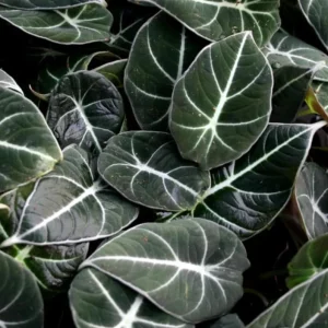 Set of 2 Black Velvet Alocasia Live Plants - Alocasia Reginula - 4-6