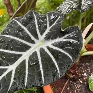 Set of 2 Black Velvet Alocasia Live Plants - Alocasia Reginula - 4-6