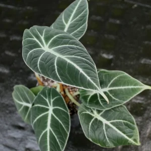 Set of 2 Black Velvet Alocasia Live Plants - Alocasia Reginula - 4-6