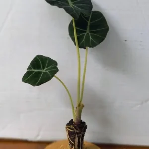 Set of 2 Black Velvet Alocasia Live Plants - Alocasia Reginula - 4-6