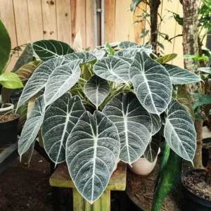 Set of 2 Black Velvet Alocasia Live Plants - Alocasia Reginula - 4-6