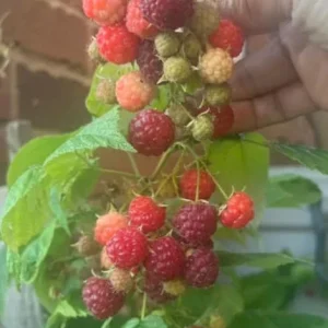 Set of 2 Caroline Red Raspberry Live Plants - 4