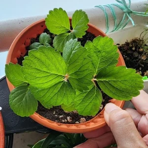 Set of 2 Caroline Red Raspberry Live Plants - 4