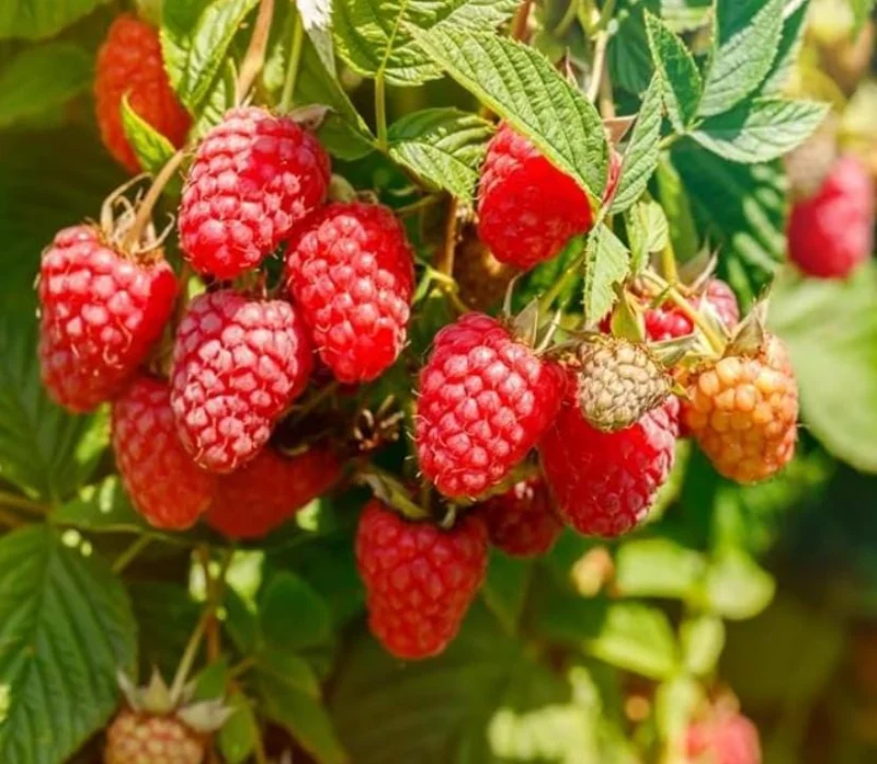 Set of 2 Caroline Red Raspberry Live Plants - 4" Tall Bare Root - Outdoor Fruiting Bush - Image 1