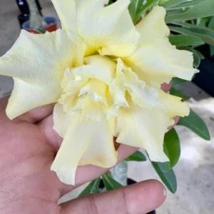 Set of 2 Double Yellow Desert Rose Live Plants – 4-6