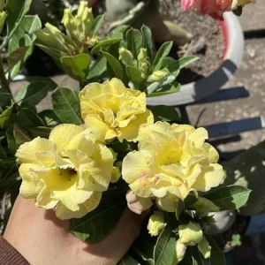 Set of 2 Double Yellow Desert Rose Live Plants – 4-6