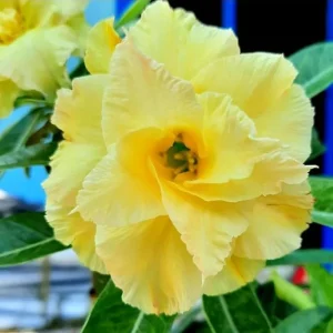 Set of 2 Double Yellow Desert Rose Live Plants – 4-6