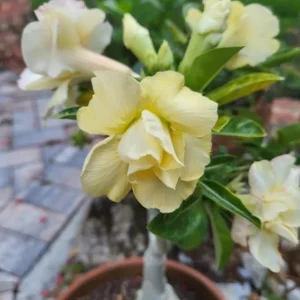 Set of 2 Double Yellow Desert Rose Live Plants – 4-6
